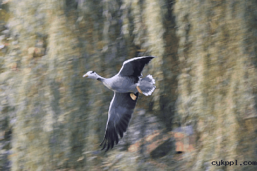 全方位的进化 佳能EOS 7D Mark II测评