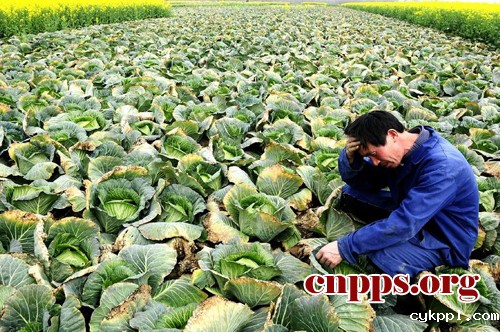 菜农的一声叹息