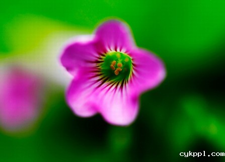 微距摄影3招技法