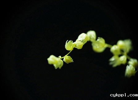 微距摄影3招技法