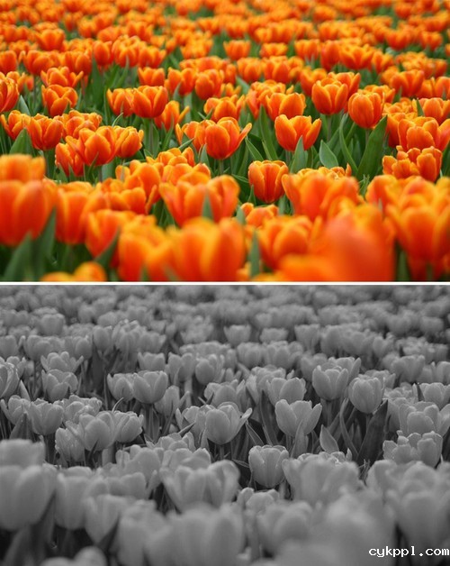 什么照片适合处理成黑白照片