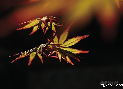秋季摄影：逆光表现枫叶脉络