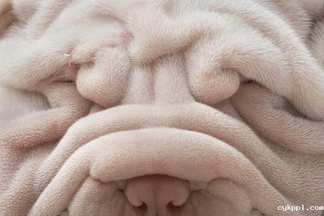 狗狗的艺术摄影作品