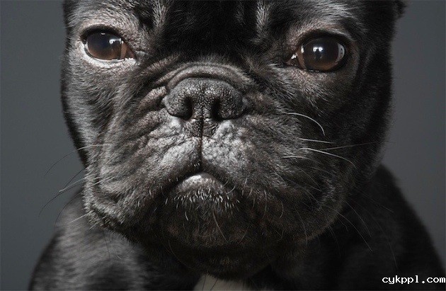 狗狗的艺术摄影作品