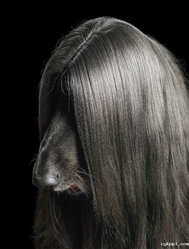 狗狗的艺术摄影作品