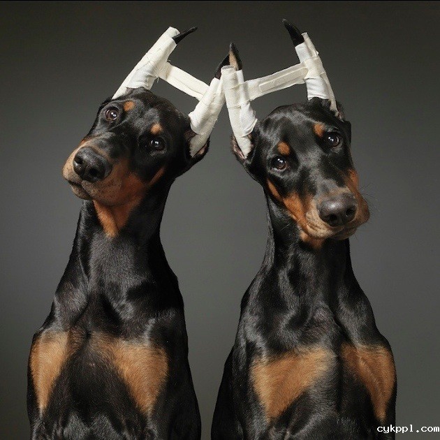 狗狗的艺术摄影作品