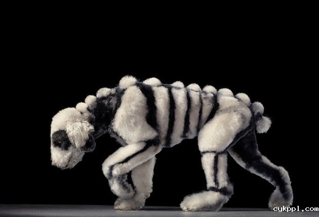 狗狗的艺术摄影作品