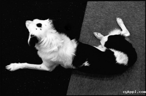 寻找生活的笑点