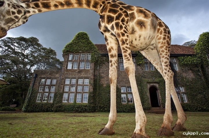 长颈鹿先生的早餐