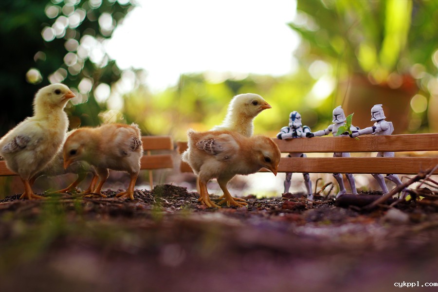 观念摄影：星战假期