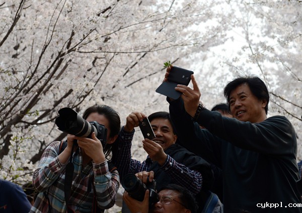 国家级摄影创作基地挂牌邹平樱花山