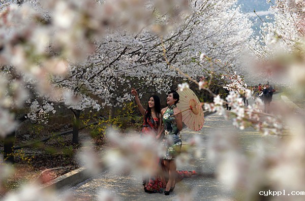 国家级摄影创作基地挂牌邹平樱花山