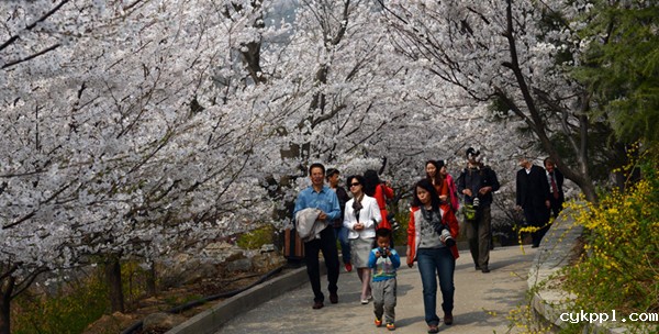 国家级摄影创作基地挂牌邹平樱花山