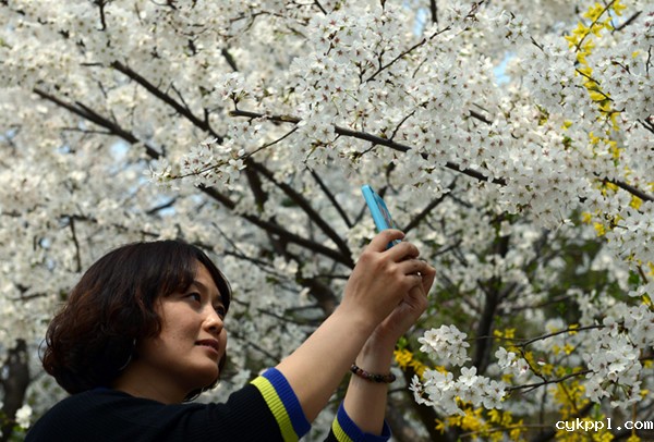 国家级摄影创作基地挂牌邹平樱花山