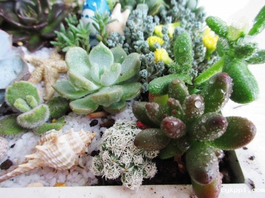 镜头中那些被宠爱的精灵