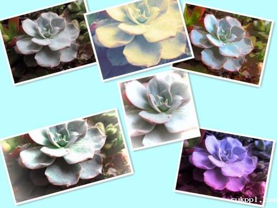 镜头中那些被宠爱的精灵