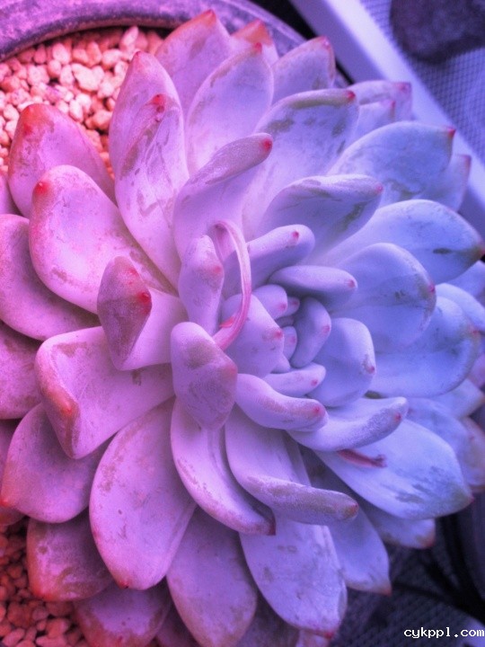 镜头中那些被宠爱的精灵