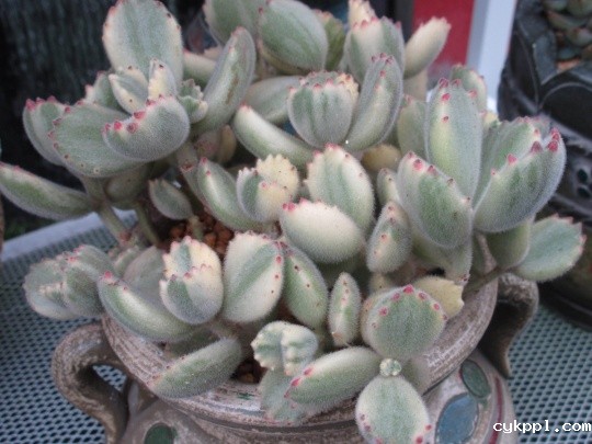 镜头中那些被宠爱的精灵