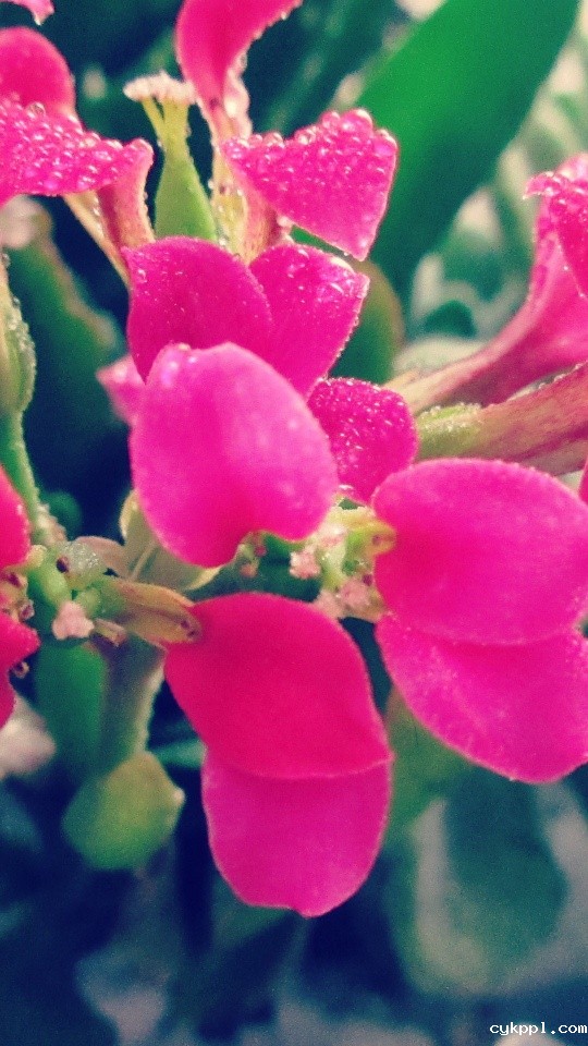 镜头中那些被宠爱的精灵