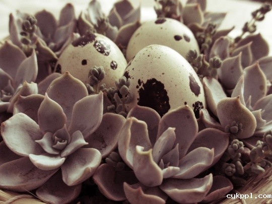 镜头中那些被宠爱的精灵