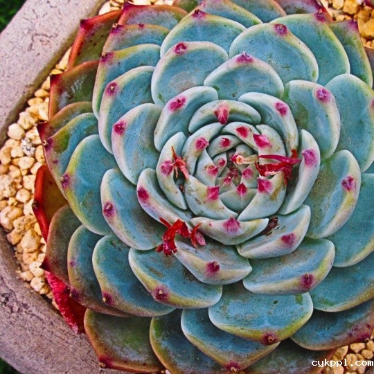 镜头中那些被宠爱的精灵