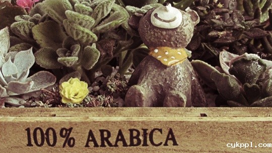 镜头中那些被宠爱的精灵