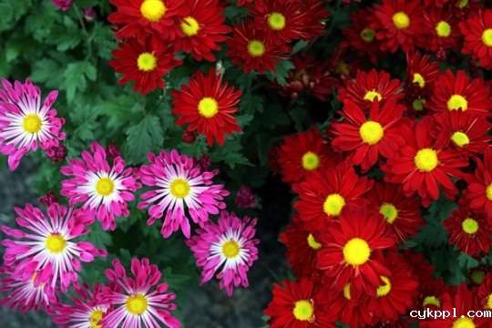 说说我的R、L镜头