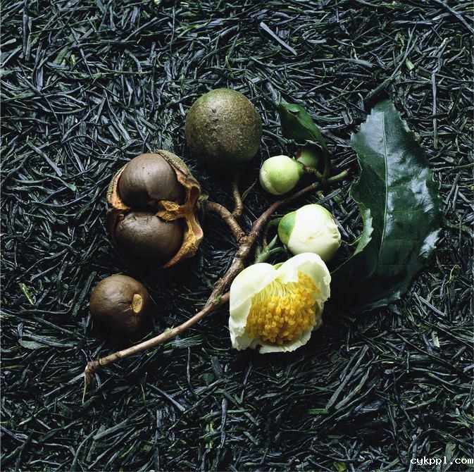 商业摄影：日本食物群像