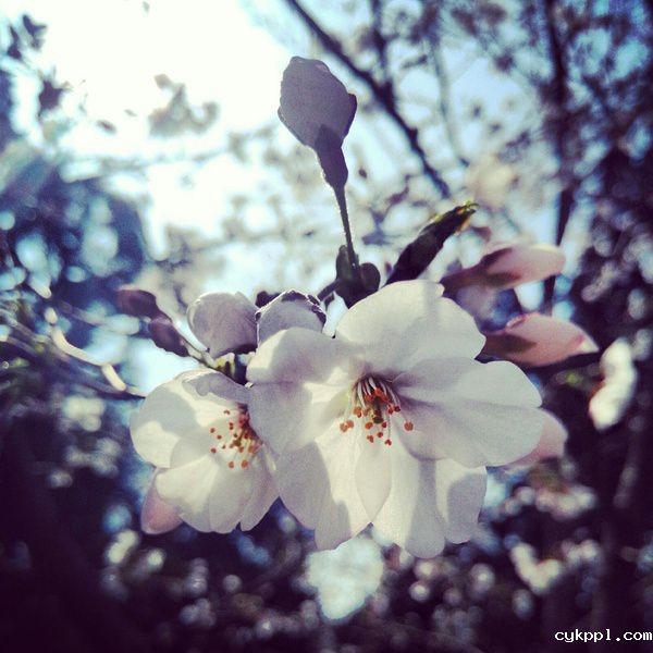 9个手机摄影技巧,助你个人魅力快速飙升