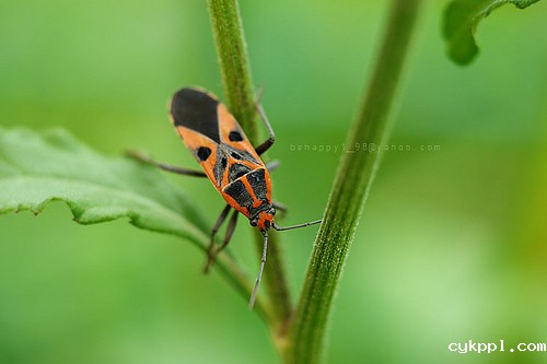 没有微距镜头也能拍摄微距题材