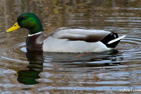 别害怕！ISO该推高时就推高