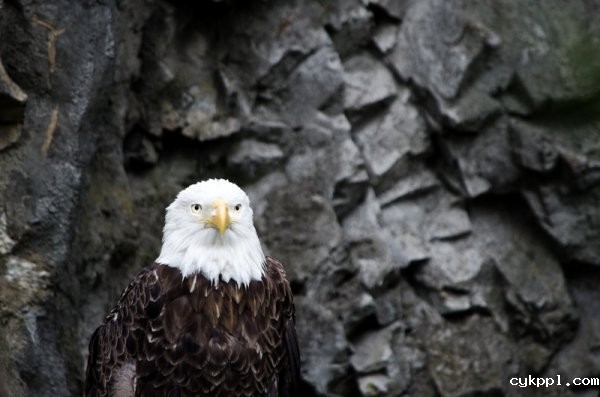 别害怕！ISO该推高时就推高