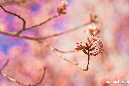 无可替代 5个传统相机胜于手机的优点