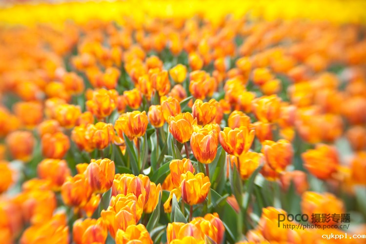 小镜头大创意 Lensbaby镜头的六种玩法