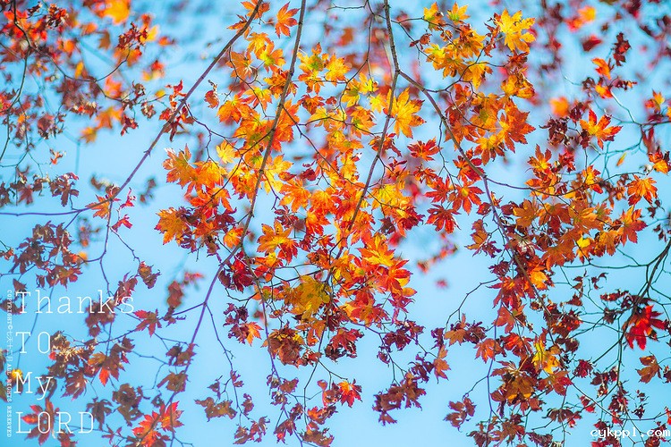 小镜头大创意　Lensbaby镜头的六种玩法