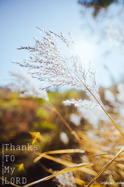 小镜头大创意　Lensbaby镜头的六种玩法