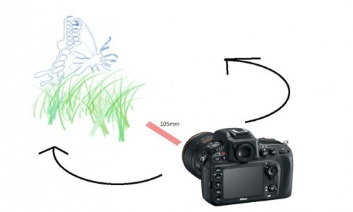 其实蝶摄不太难——我的摄蝶四大技巧