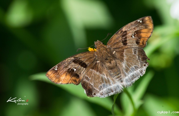 其实蝶摄不太难——我的摄蝶四大技巧