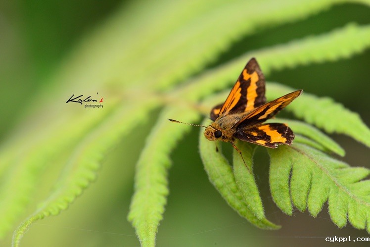 其实蝶摄不太难——我的摄蝶四大技巧