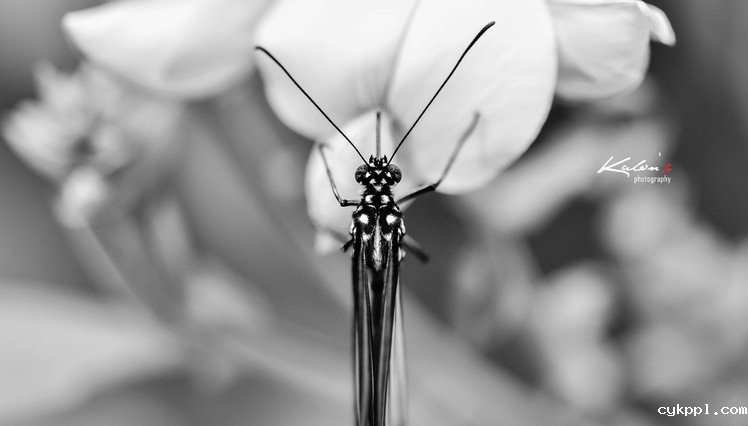 其实蝶摄不太难——我的摄蝶四大技巧