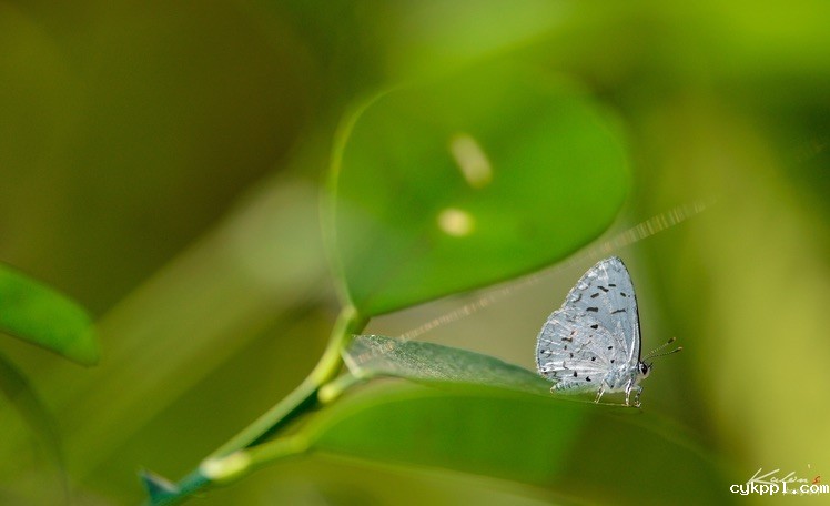 其实蝶摄不太难——我的摄蝶四大技巧