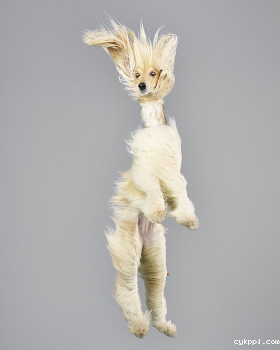 『动物摄影』Julia Christe：跳跃吧，汪星人