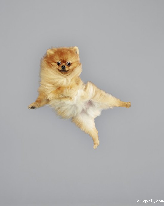 『动物摄影』Julia Christe：跳跃吧，汪星人