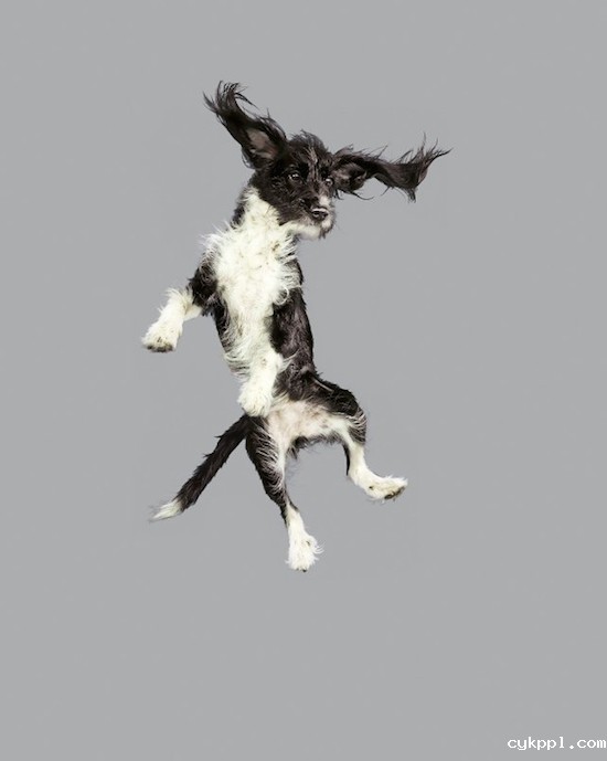 『动物摄影』Julia Christe：跳跃吧，汪星人