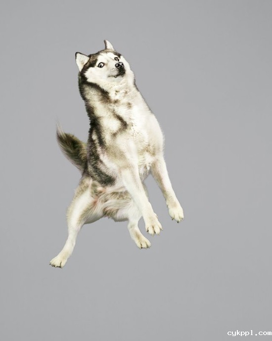 『动物摄影』Julia Christe：跳跃吧，汪星人