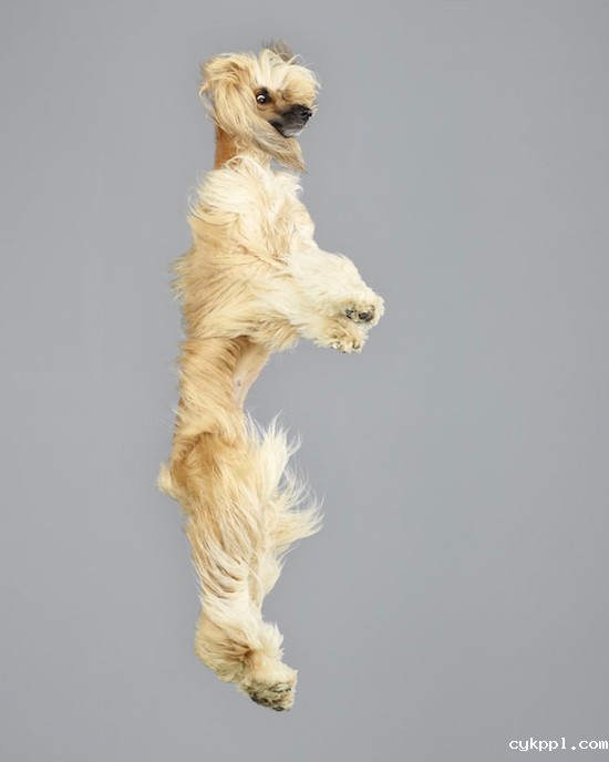 『动物摄影』Julia Christe：跳跃吧，汪星人