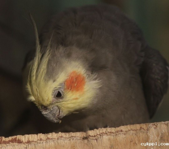 全方位的进化 佳能EOS 7D Mark II测评