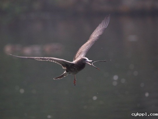 全方位的进化 佳能EOS 7D Mark II测评