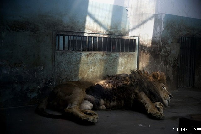 『纪实摄影』Scott Brauer：中国动物园