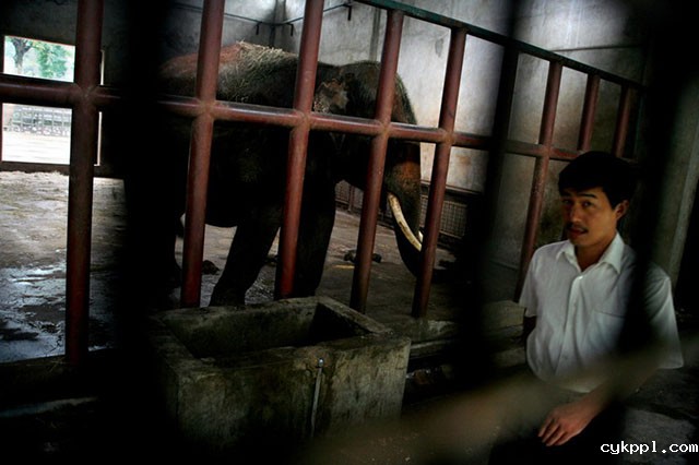 『纪实摄影』Scott Brauer：中国动物园